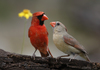 Northern Cardinal - Photo (c) Laura Keene, some rights reserved (CC BY-NC), uploaded by Laura Keene