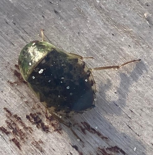 Naucoris maculatus