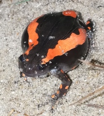 Phrynomantis bifasciatus