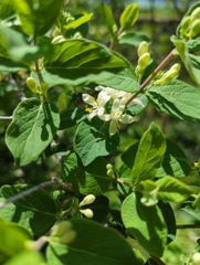 Lonicera morrowii