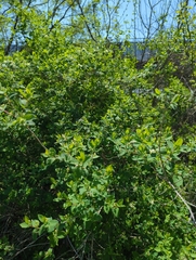 Lonicera morrowii
