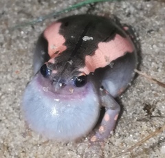 Phrynomantis bifasciatus