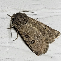 Protorthodes melanopis