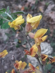 Chamaecytisus hirsutus