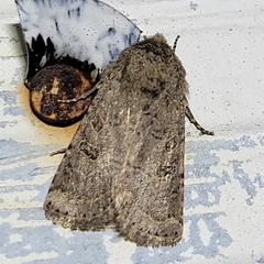 Protorthodes melanopis