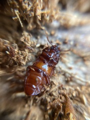 Uloma culinaris