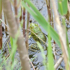 Pelophylax lessonae
