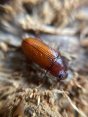 Uloma culinaris