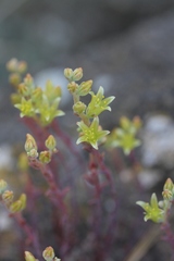 Dudleya parva