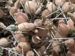 Astragalus spinosus