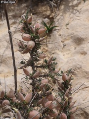 Astragalus spinosus