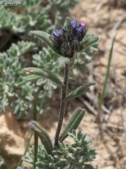 Buglossoides tenuiflora