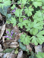 Corydalis solida