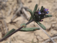 Buglossoides tenuiflora