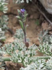 Buglossoides tenuiflora
