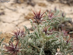 Centaurea aegyptiaca