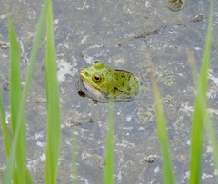 Pelophylax lessonae