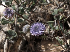 Globularia arabica