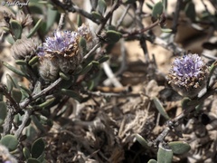 Globularia arabica