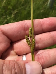 Carex caroliniana