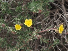 Helianthemum lippii