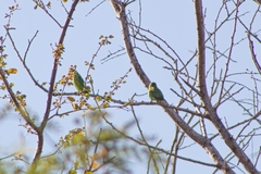Forpus cyanopygius
