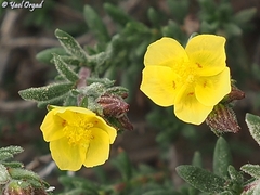 Helianthemum lippii