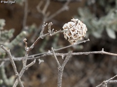 Limonium pruinosum