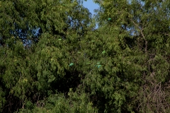 Forpus cyanopygius