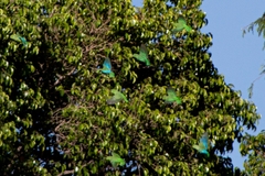 Forpus cyanopygius