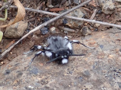 Melecta curvispina