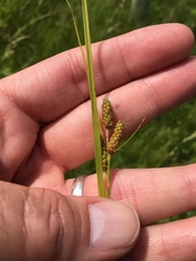 Carex caroliniana