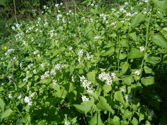 Alliaria petiolata