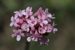 Valeriana tuberosa