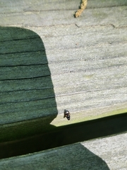 Glischrochilus fasciatus