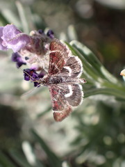 Pyrausta acontialis