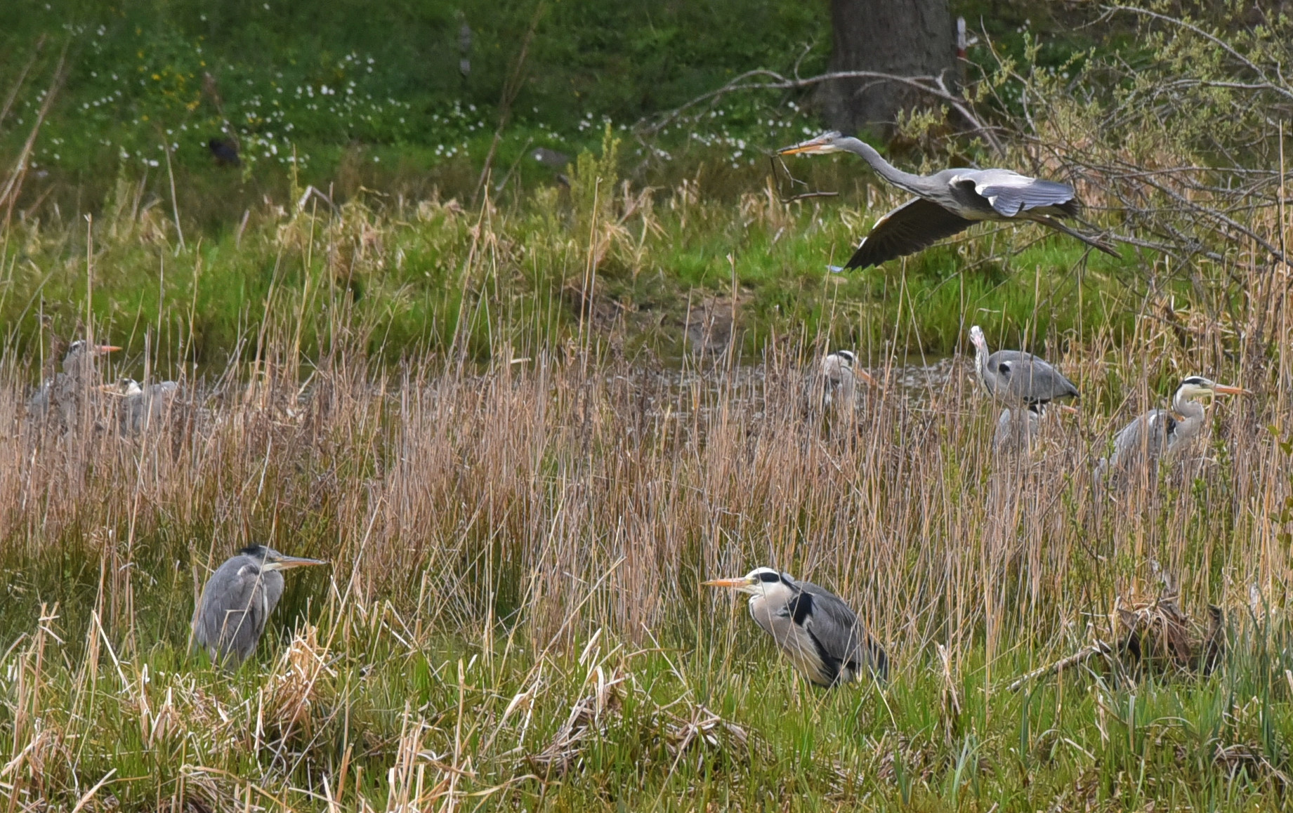 Grey Heron