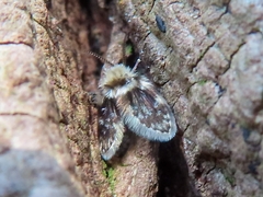 Lepiseodina rothschildi