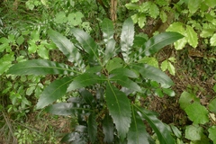 Pseudopanax crassifolius × lessonii
