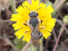 Halictus fulvipes