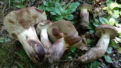 Tylopilus variobrunneus