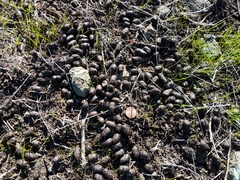 Cervus canadensis nannodes