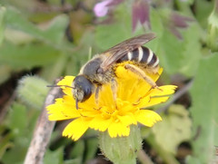 Halictus fulvipes