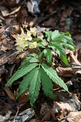 Cardamine kitaibelii