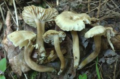 Neohygrocybe