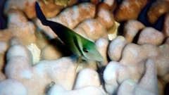 Acanthurus leucopareius