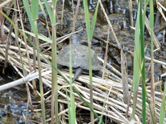 Emys orbicularis galloitalica