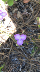 Callisia ornata