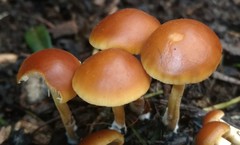 Agrocybe arvalis