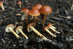 Agrocybe arvalis
